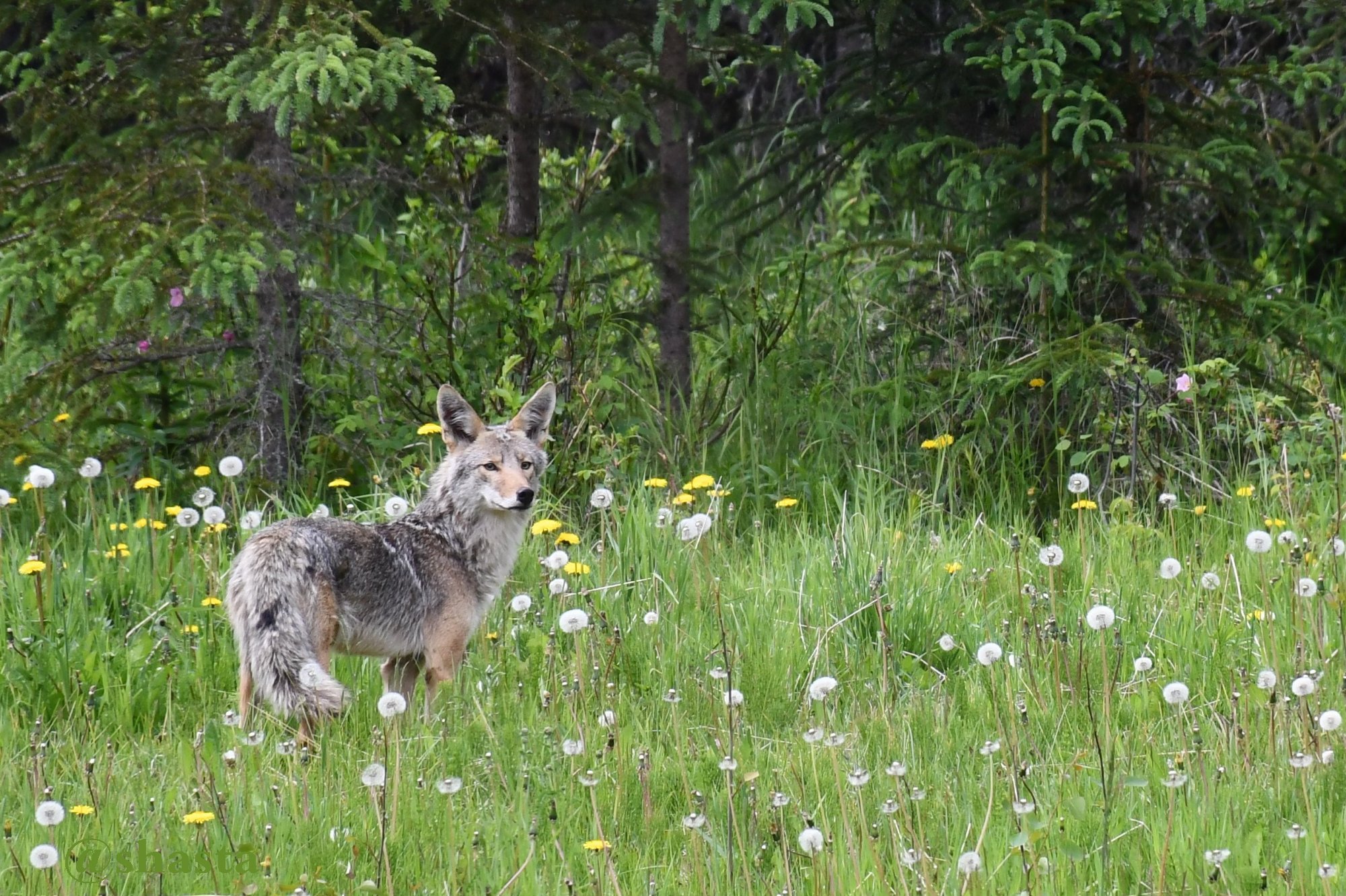 shasta2018june25th47coyote1io.jpg