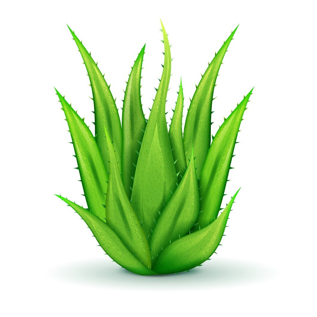 realistic-aloe-leaves_1284-35956.jpg