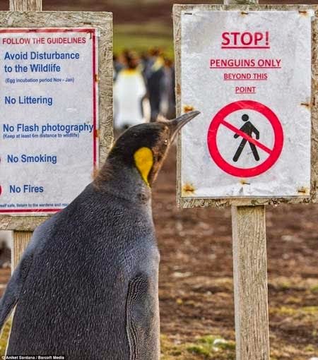 Penguin-Pulau-Falkland.jpg