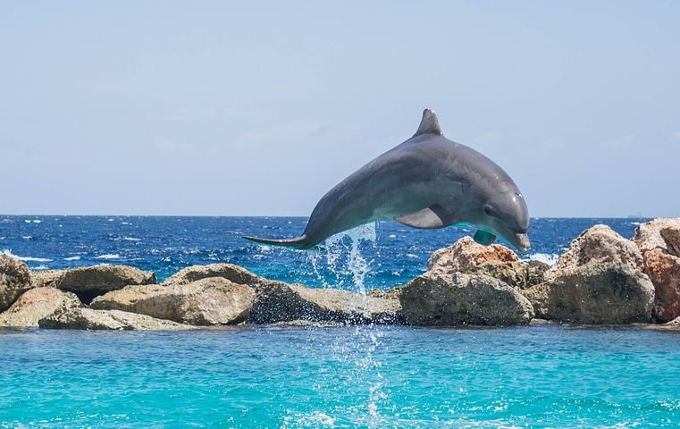 dolphin-906182__480.jpg