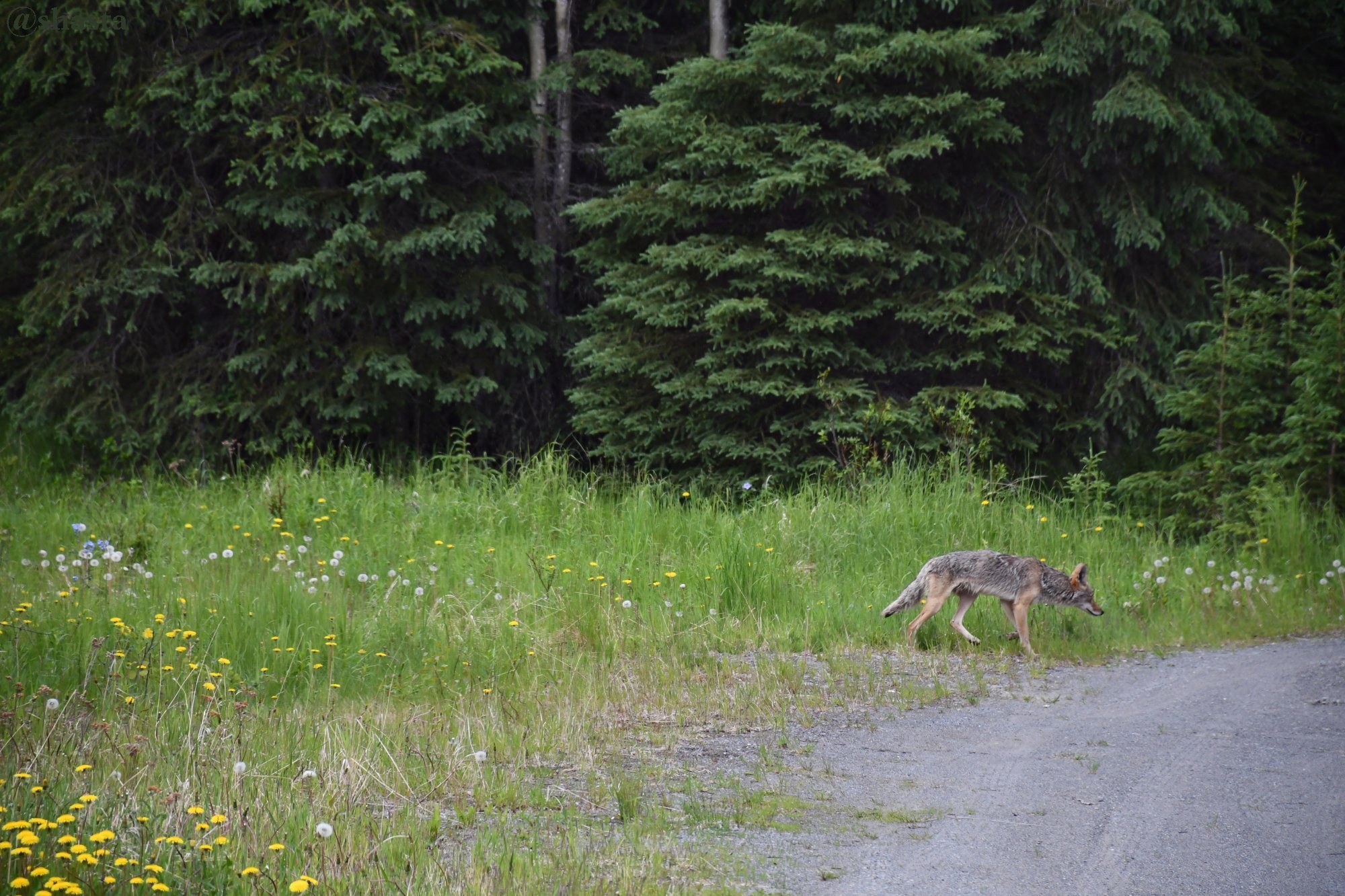 shasta2018june25th47coyote6io.jpg