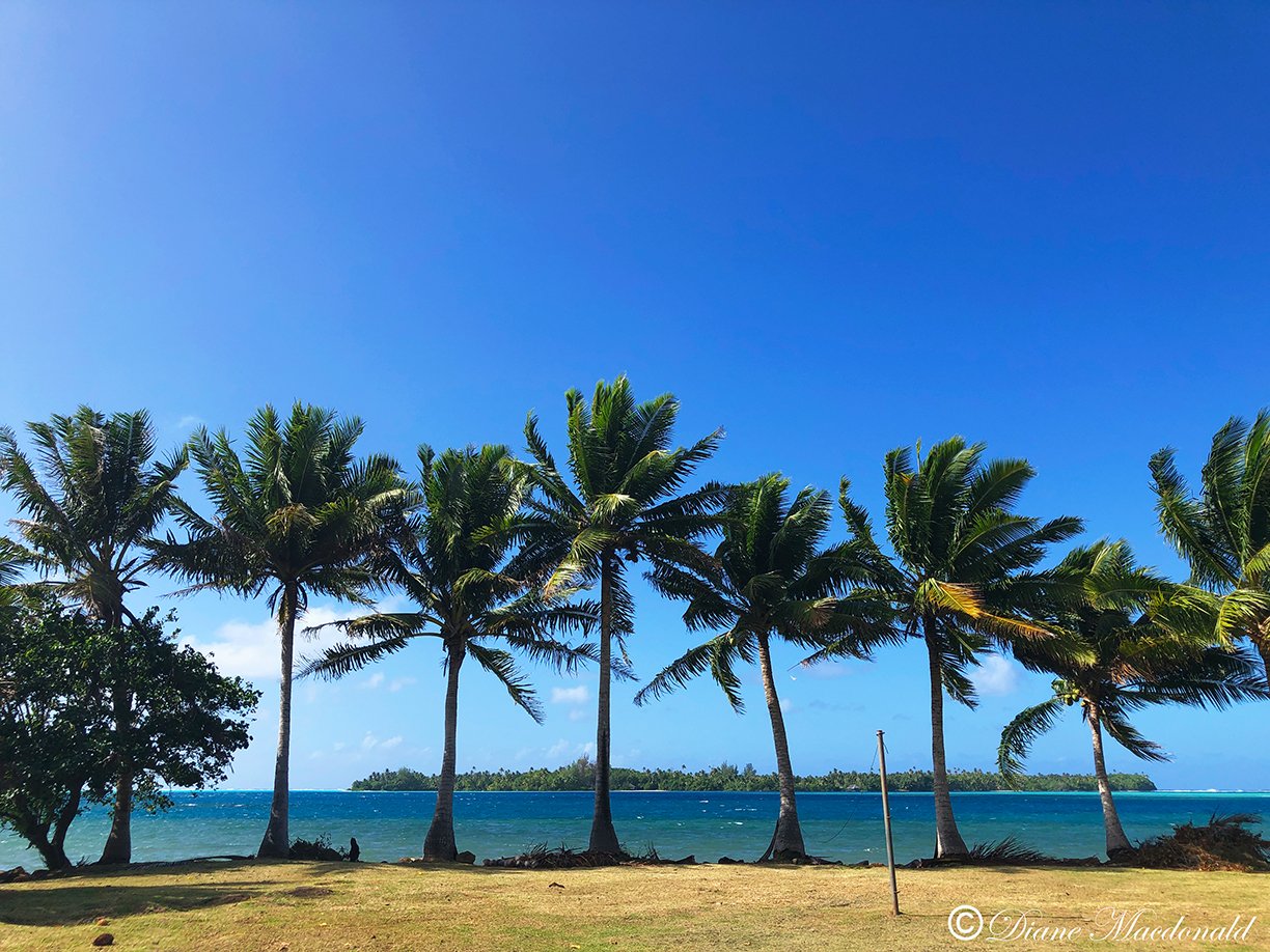 row of palms parea huahine.jpg