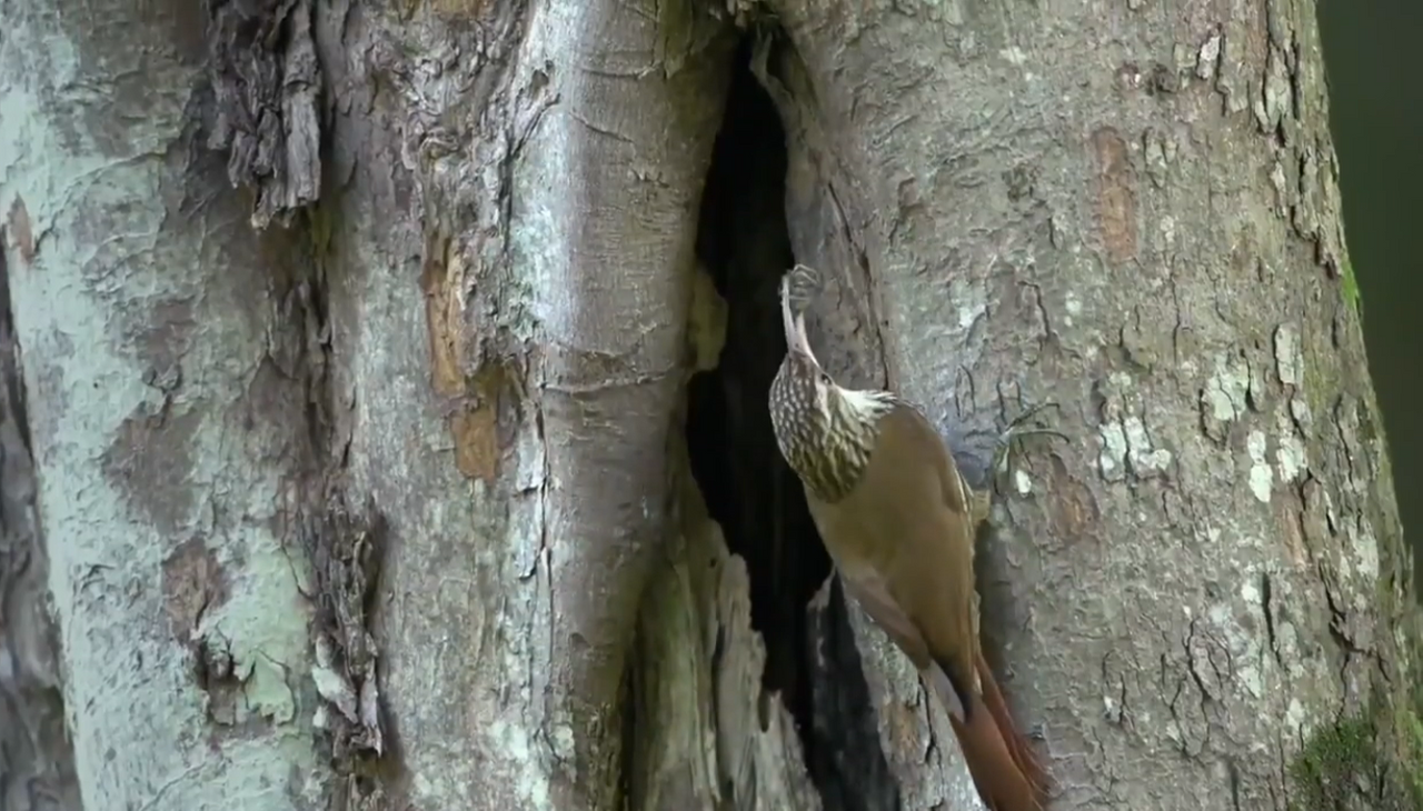 10.-iguazu-fauna-chinchero.png