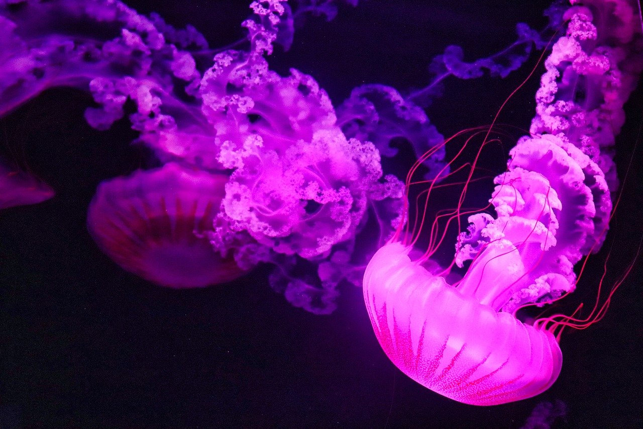 jellyfish-6651202_1280.jpg