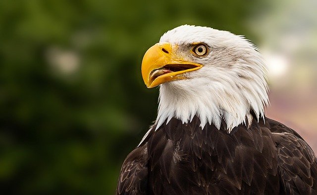 bald-eagle-5657154_640.jpg