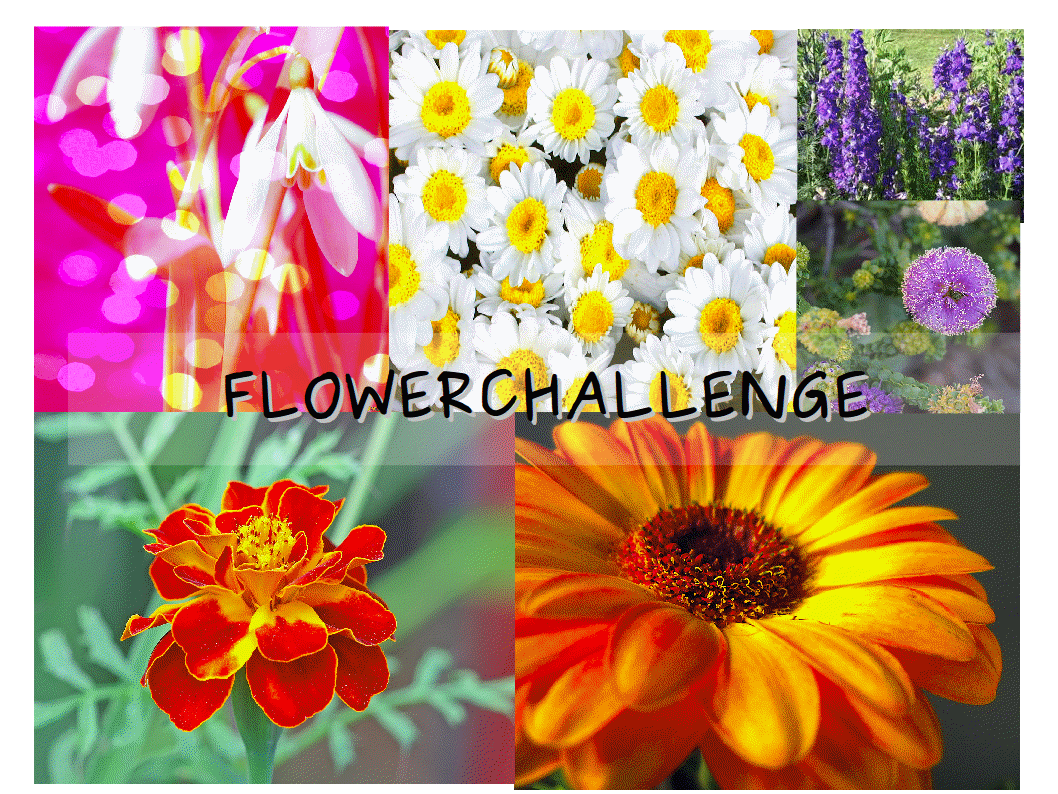 flower challenge.gif