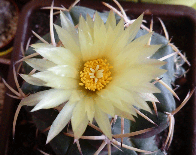 CORIPHANTHA-ADREAE-2.gif