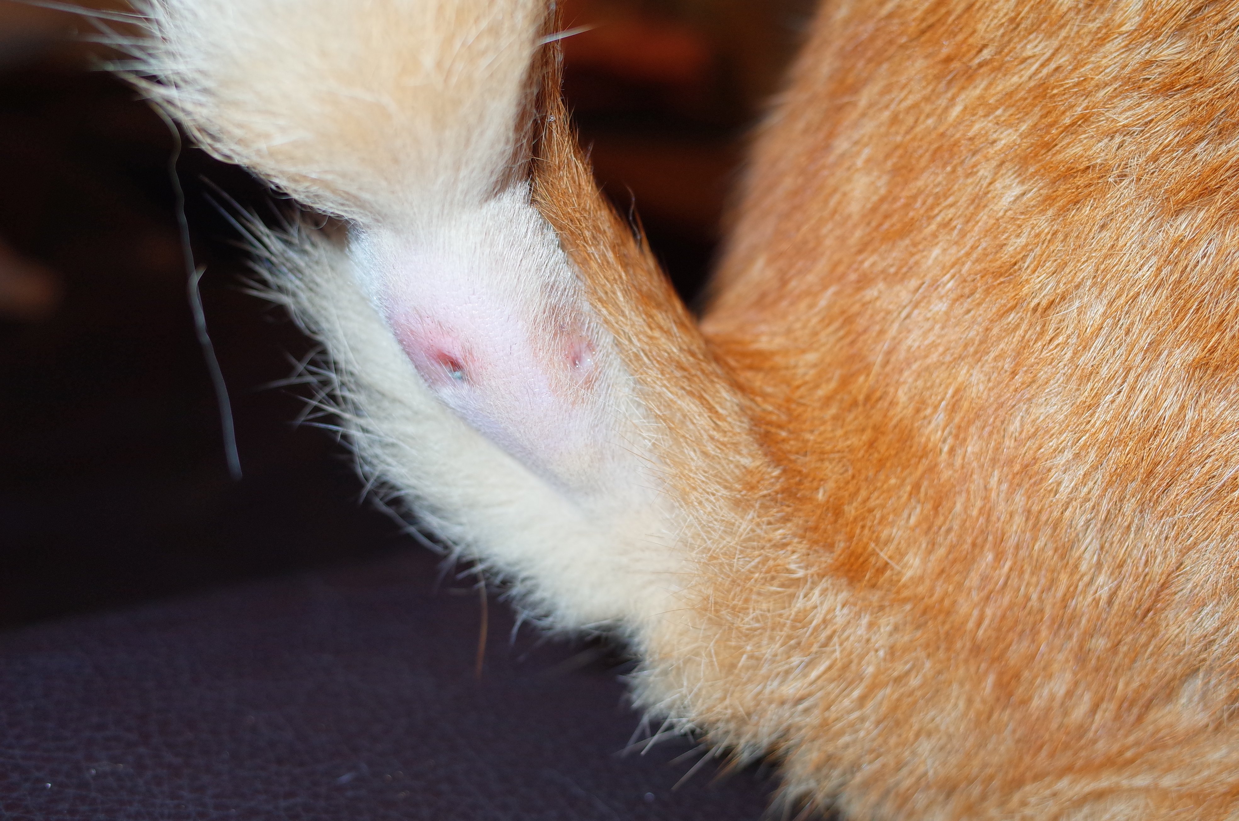 Cat Bite Abscess Part 2 Things Are Not As They Seem! — Steemit