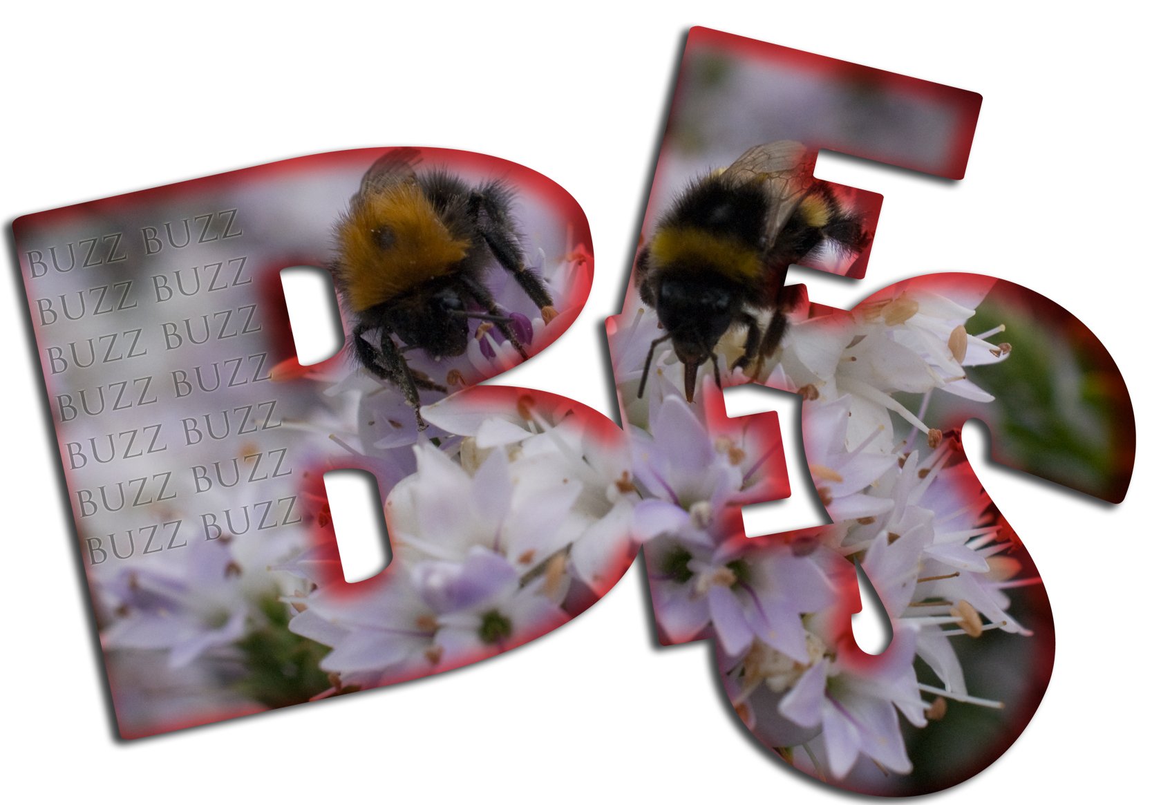 bees.jpg