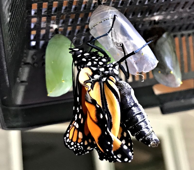 amazing nature emerging from chrysalis.jpg