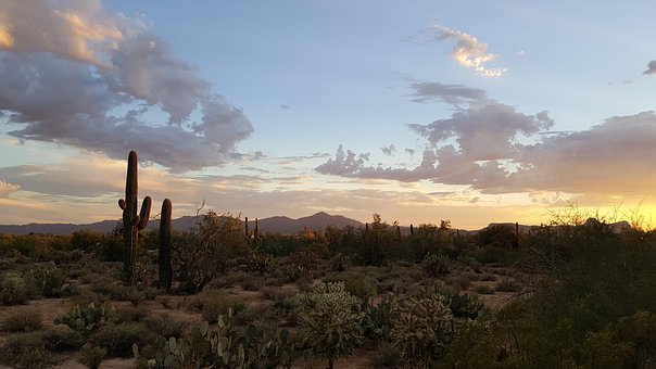 saguaro-2714996__340.jpg