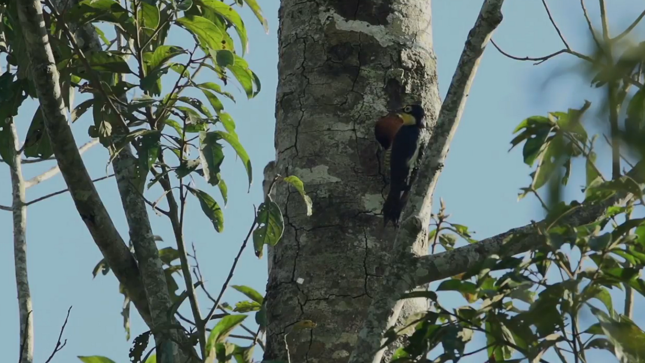 10.-iguazu-fauna-pajaro-carpintero.png