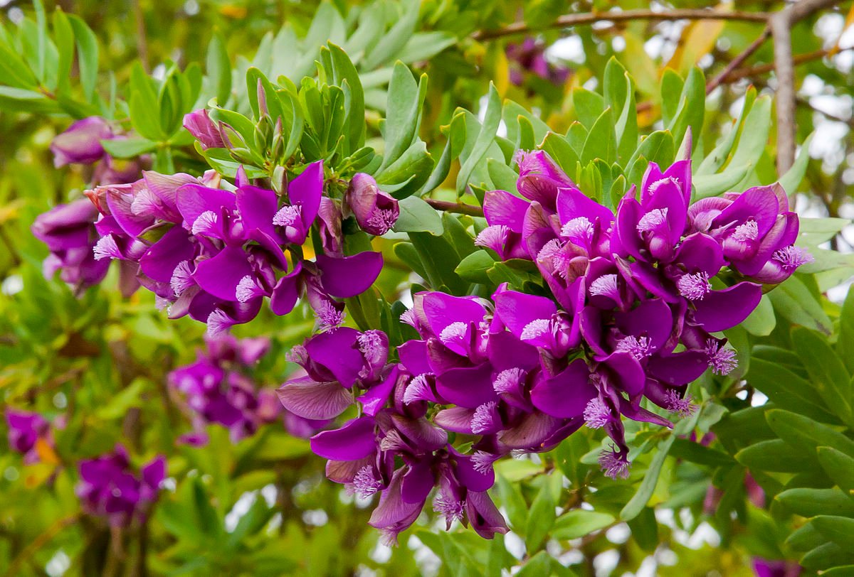 1200px-Polígala_de_hoja_de_mirto_(Polygala_myrtifolia),_Setúbal,_Portugal,_2012-05-08,_DD_02.jpg