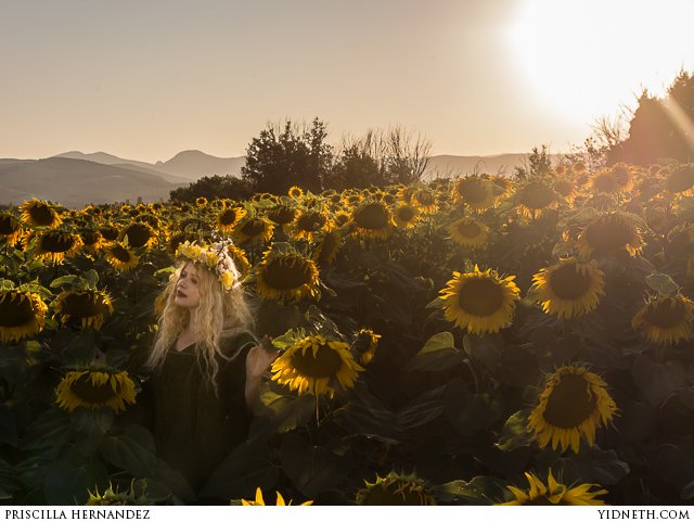 priscilla Hernandez sunflowers - by priscilla Hernandez (yidneth.com)-3.jpg