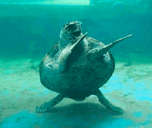 swimming-turtle-animated.gif