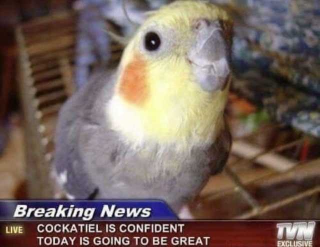 breaking-news-live-cockatiel-is-confident-today-is-going-to-be-great-exclusive-e0KBF.jpg