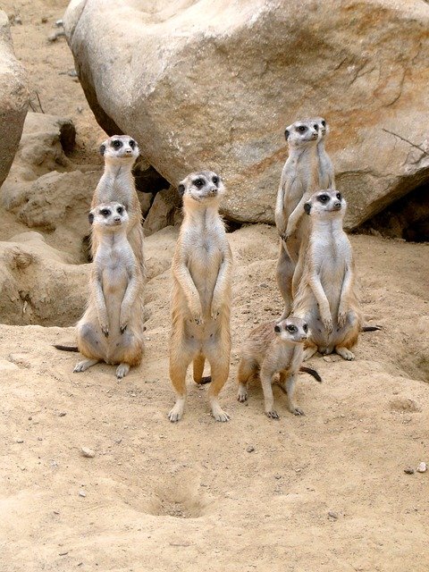 meerkat-363051_640.jpg