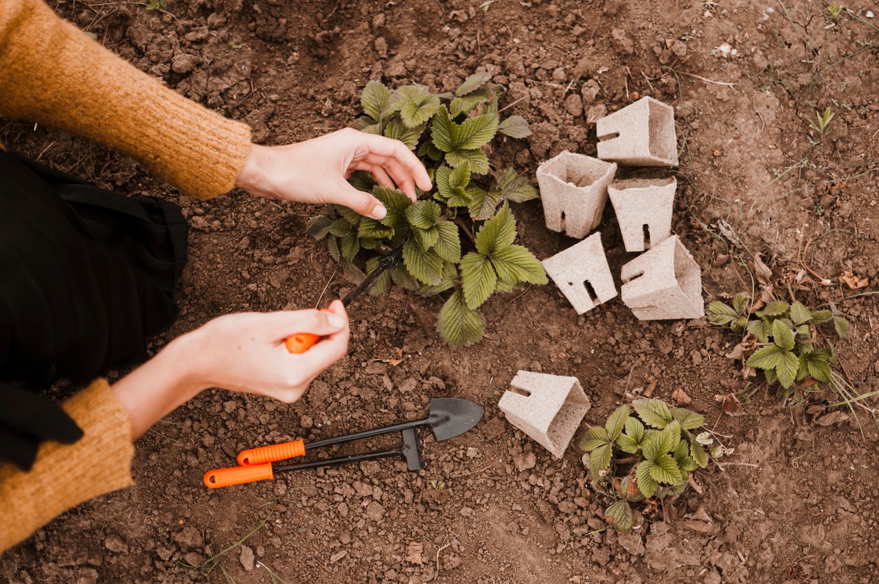 gardener.jpg