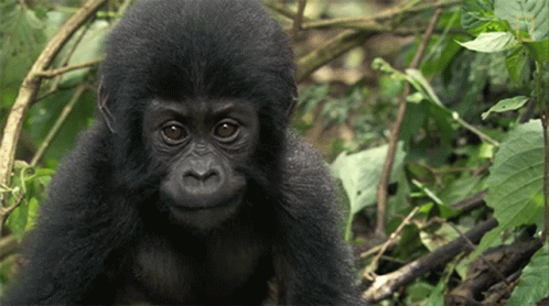 LookingHowOneOrphanedGorillaInspiredHerToSaveHundredsMoreGIF.gif
