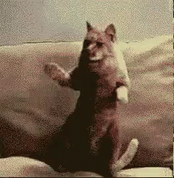 cat dancing.gif