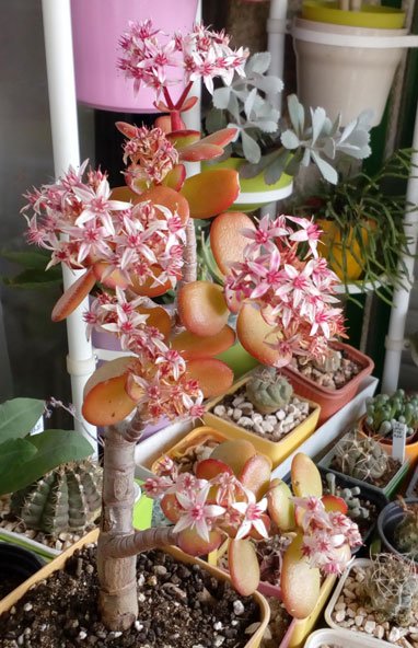 Crassula ovata pink flowers-25 (3).jpg