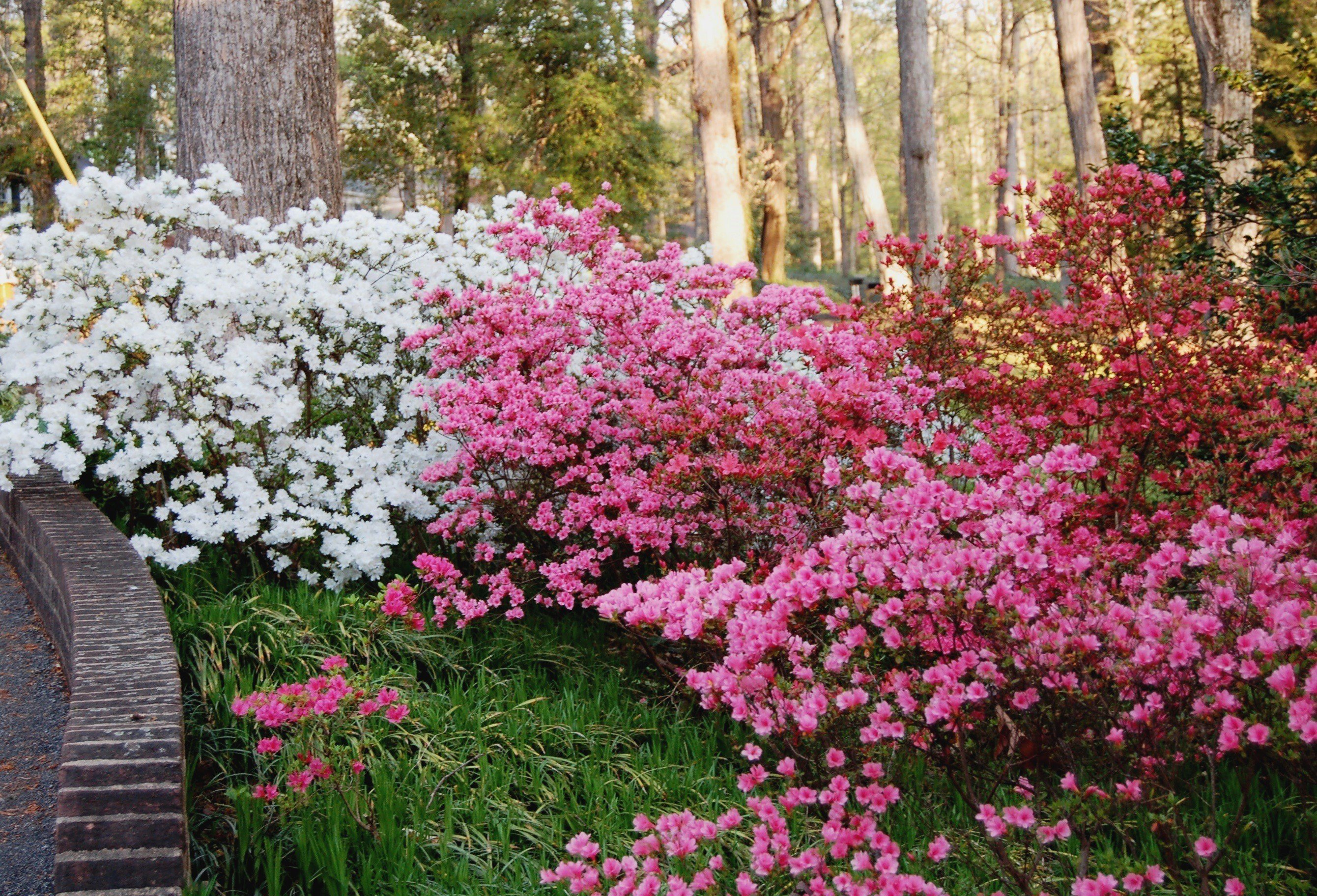 fabulous-kurume-azalea-16-2680x1824.jpg