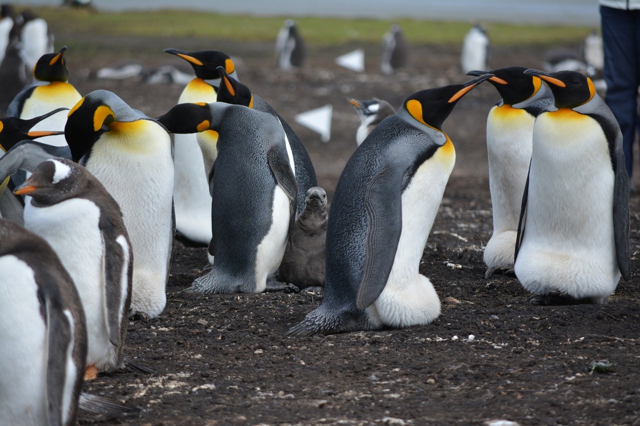 penguins-5414467_1920.jpg