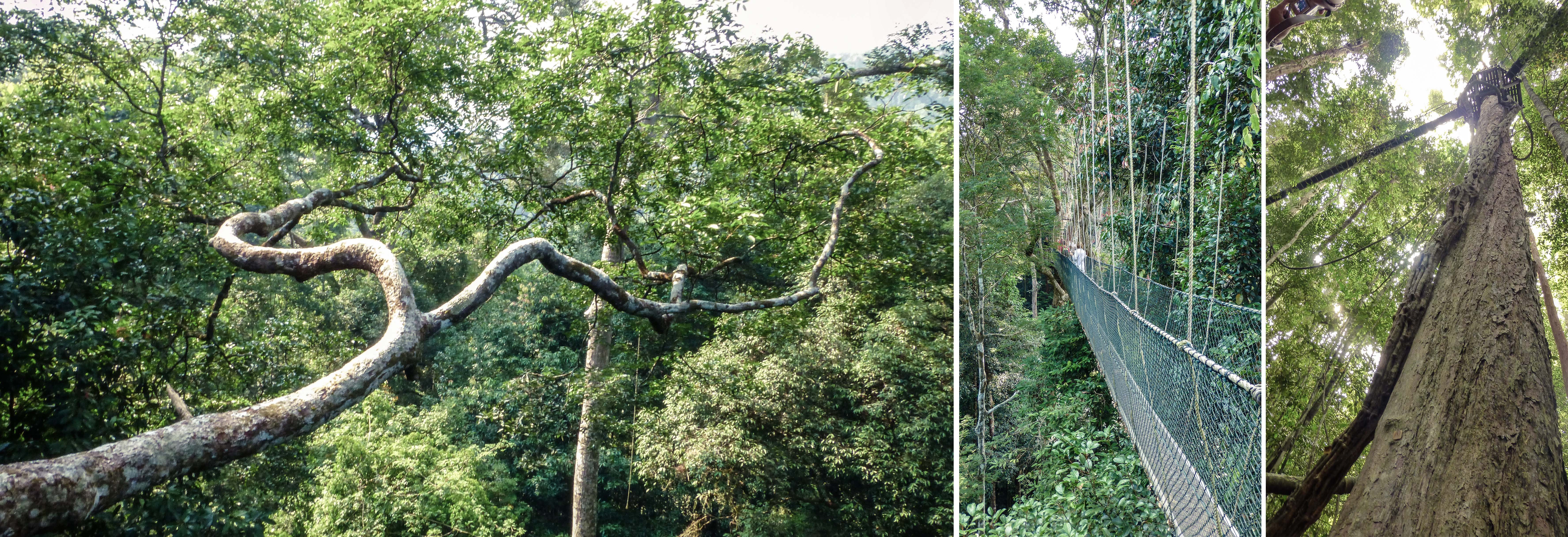 This Is What The Rope Bridges Look Like Jungle Hike This Is What The Rope Bridges Look Like Jungle Hike
