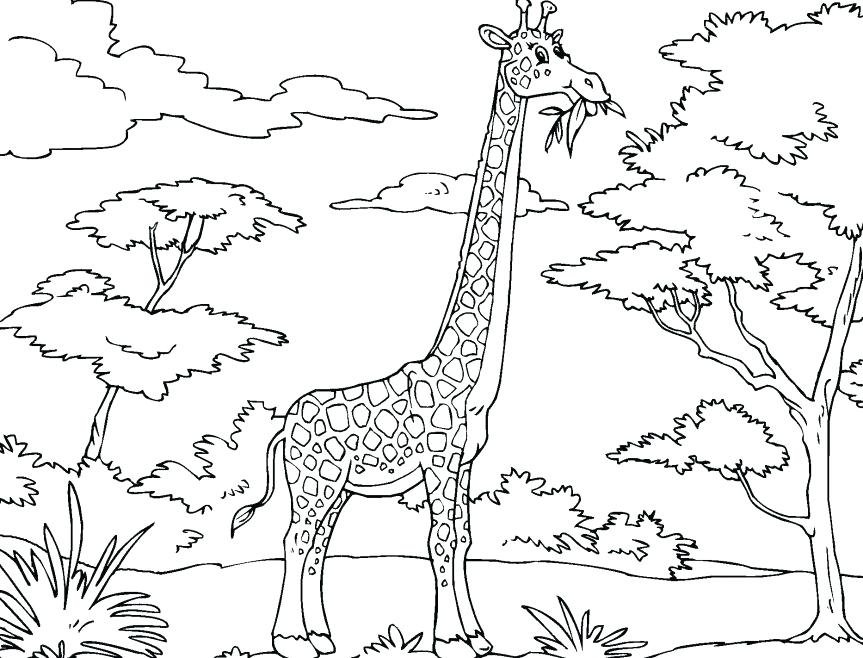 Animal 34 giraffe.jpg