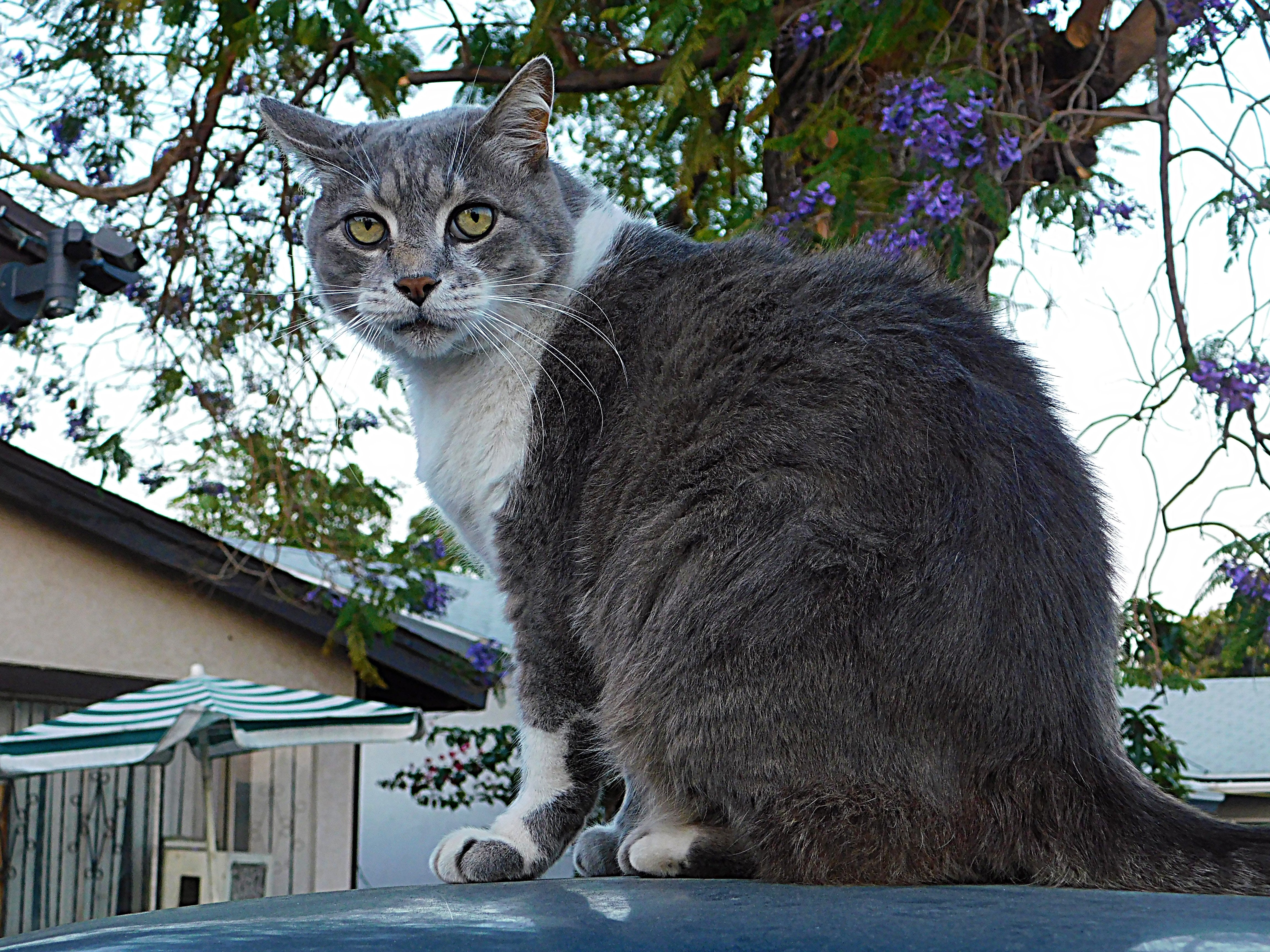 dailypetphotography, monster, pet, adsactly, jeronimo rubio, all rights reserved 2018, life, love, pets (421).JPG