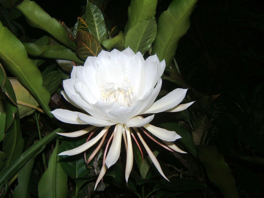 Kadupul_Flower.jpg