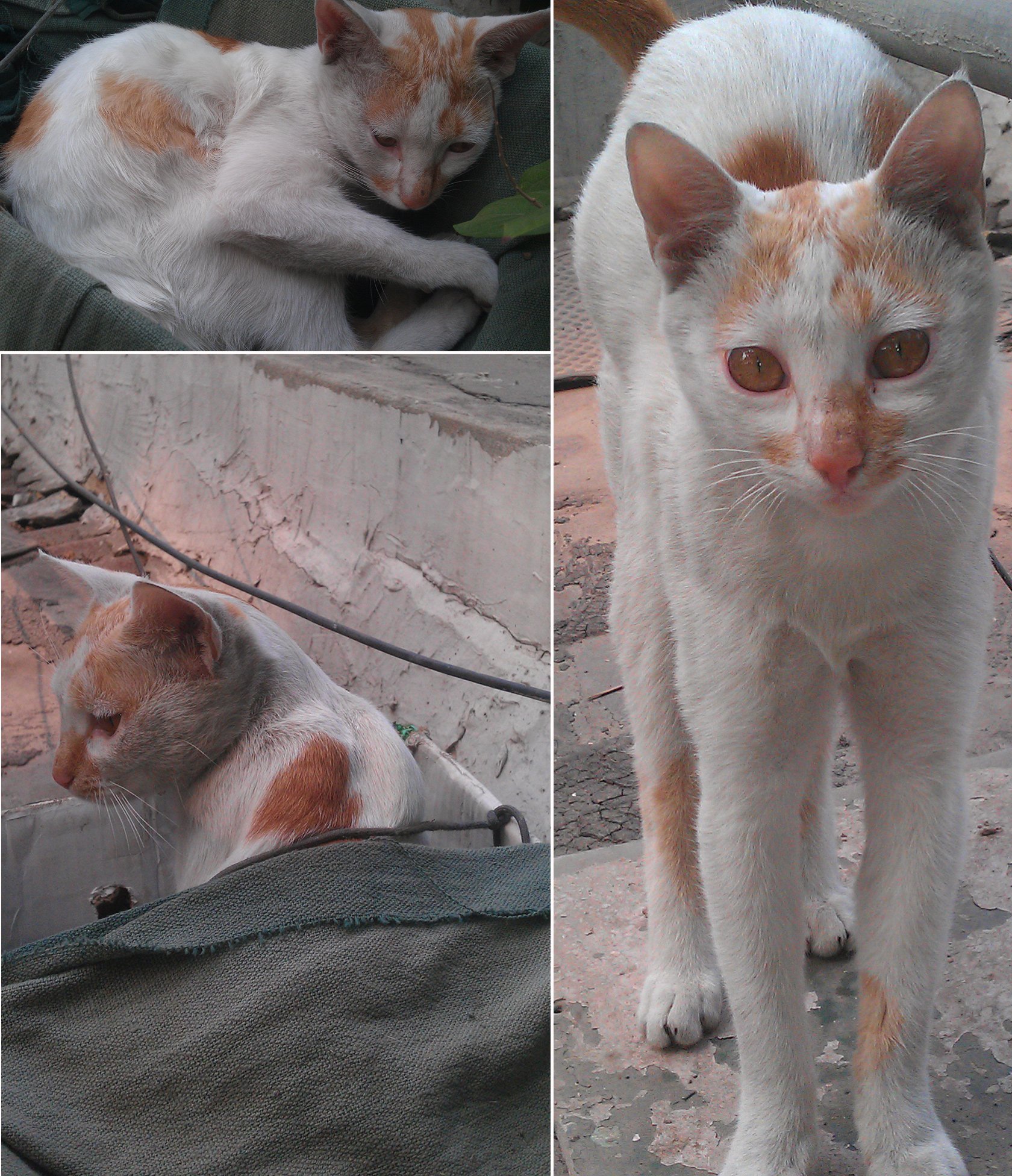 little-delhi-cat01.jpg