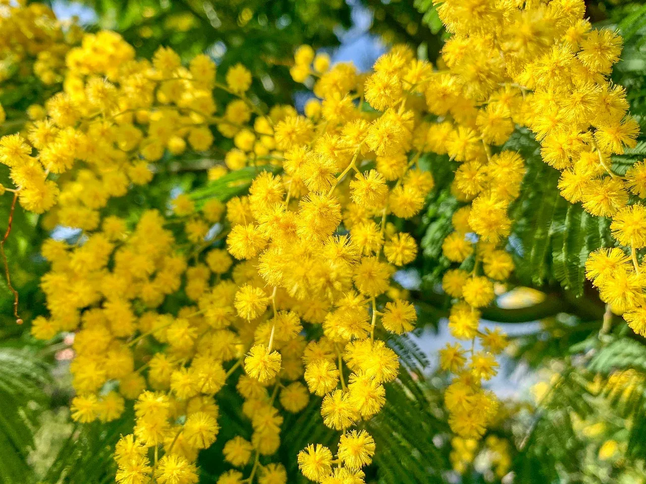 mimosa-4876706_1280.webp