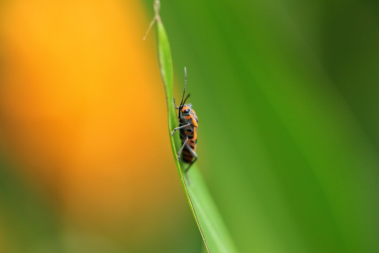 insect-7368427_1280.jpg