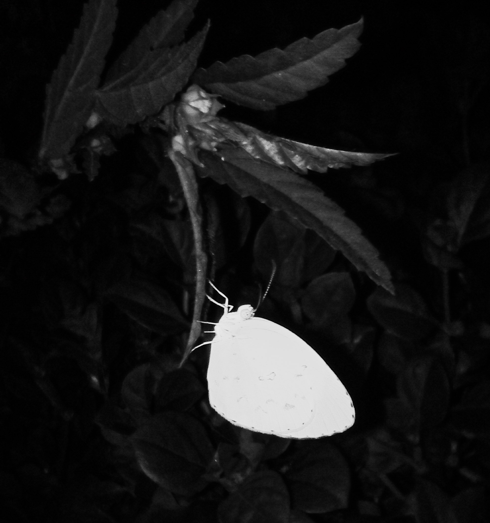 Black And White Photography Beautiful Butterfly Steemkr