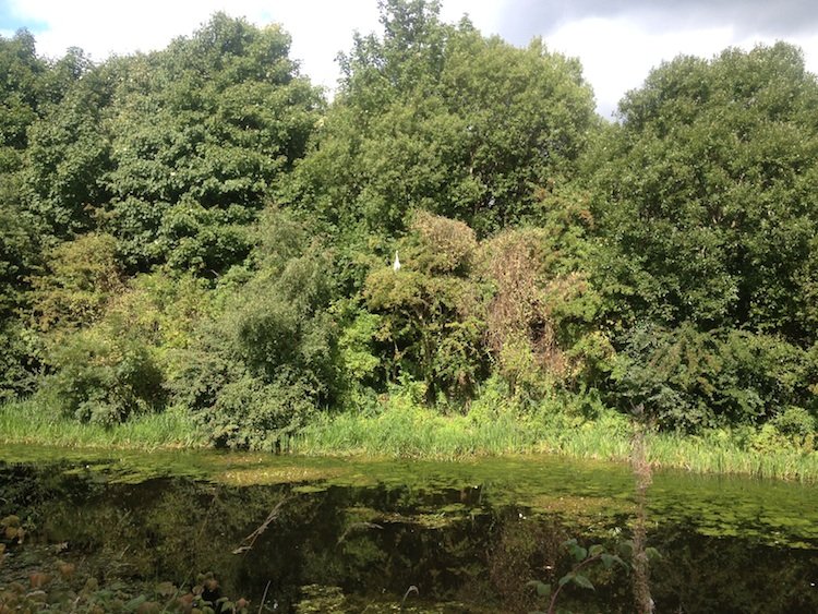 Heron at a distance copy.jpg