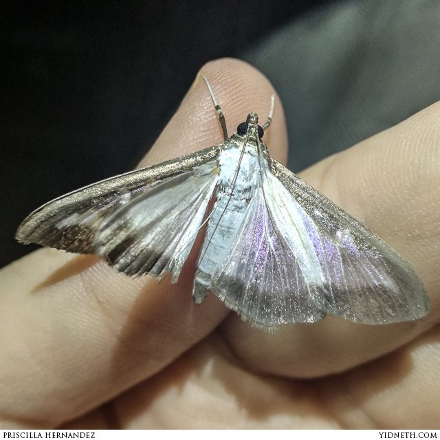 moth - by priscilla Hernandez (yidneth.com).jpg