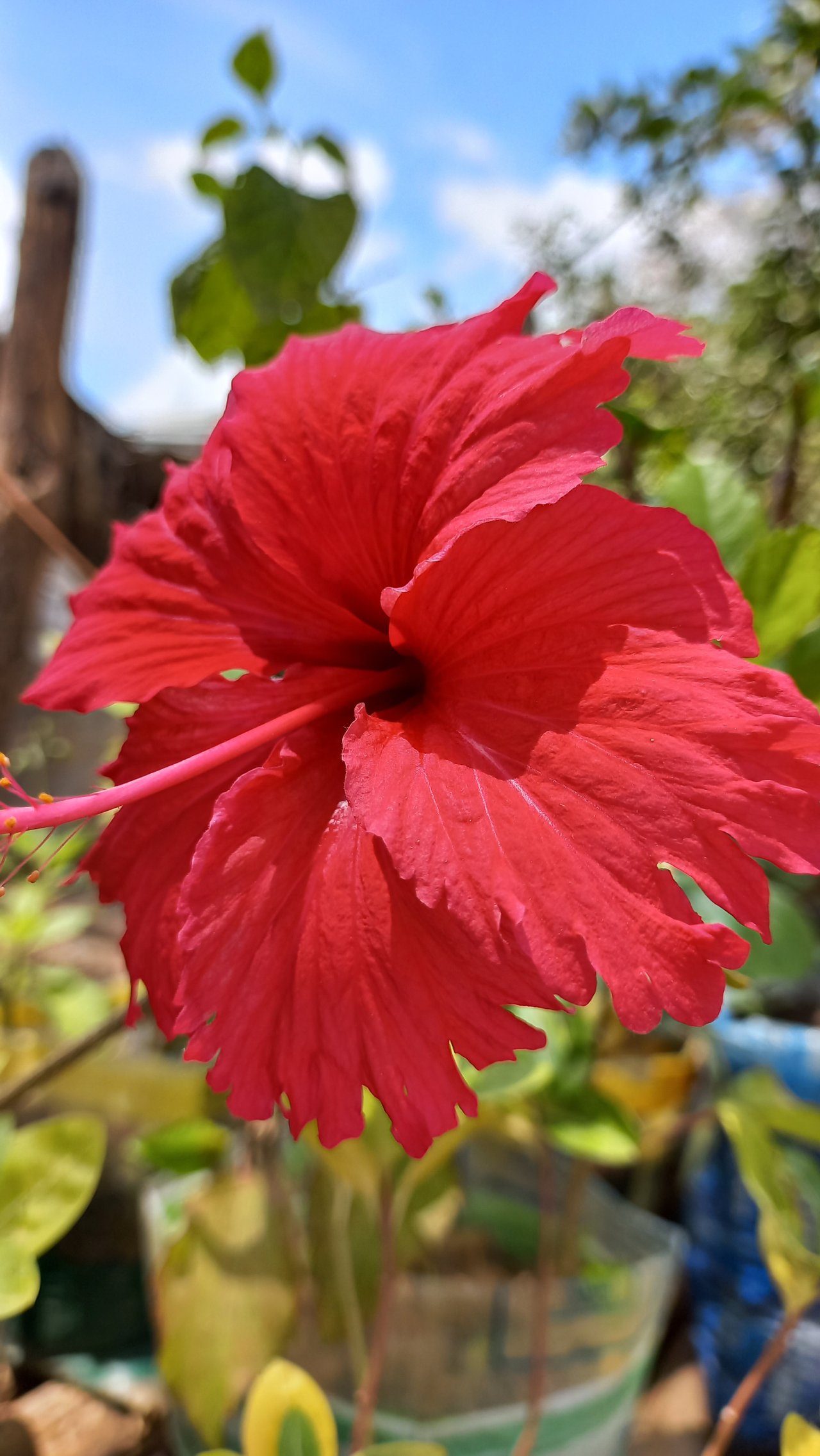 [ESP/ENG] Las flores de cayena/ Cayenne flowers.