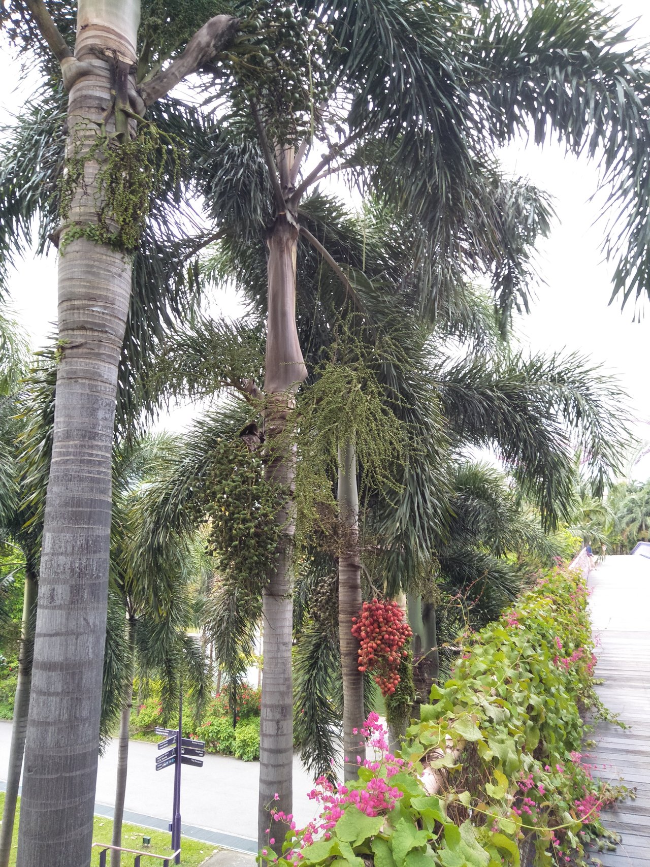 pophali palm.jpg