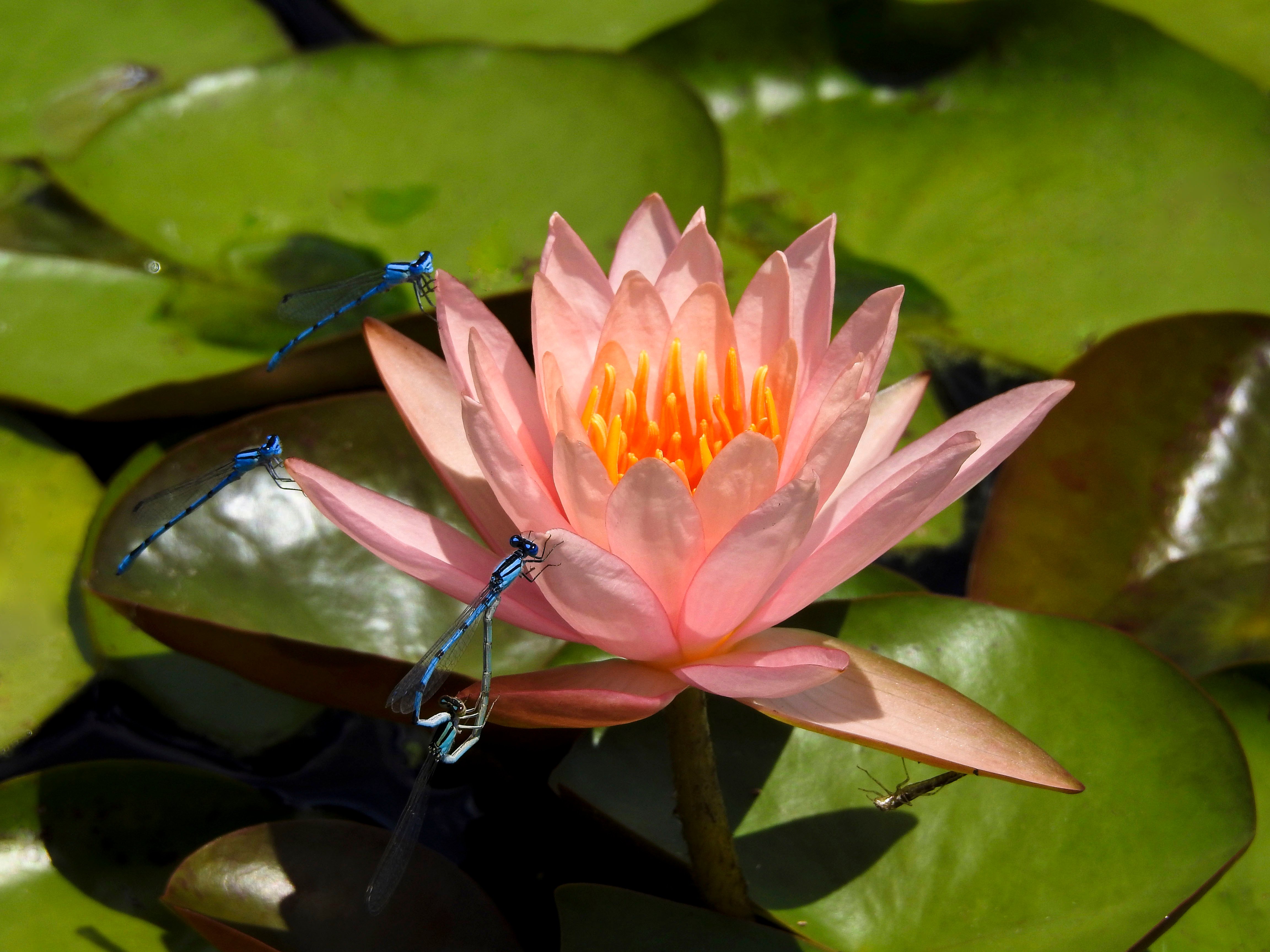 waterlily2_1.jpg