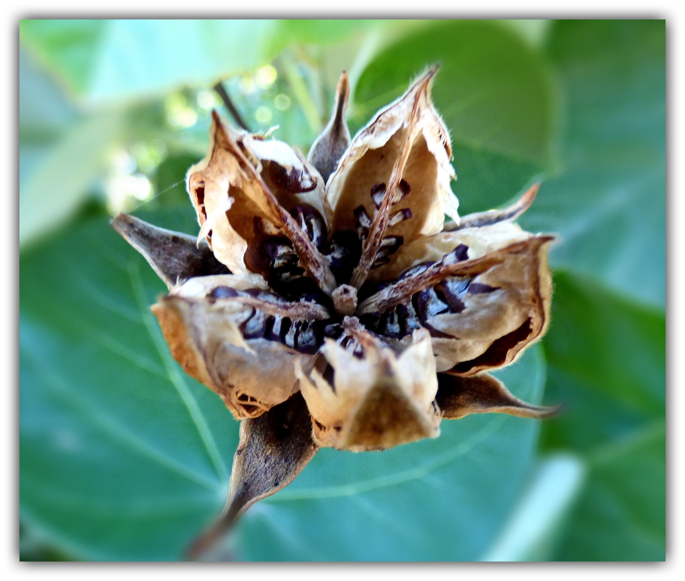 F 1 seed pod.jpg