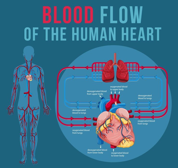 human-internal-organ-with-heart_1308-108609.jpg