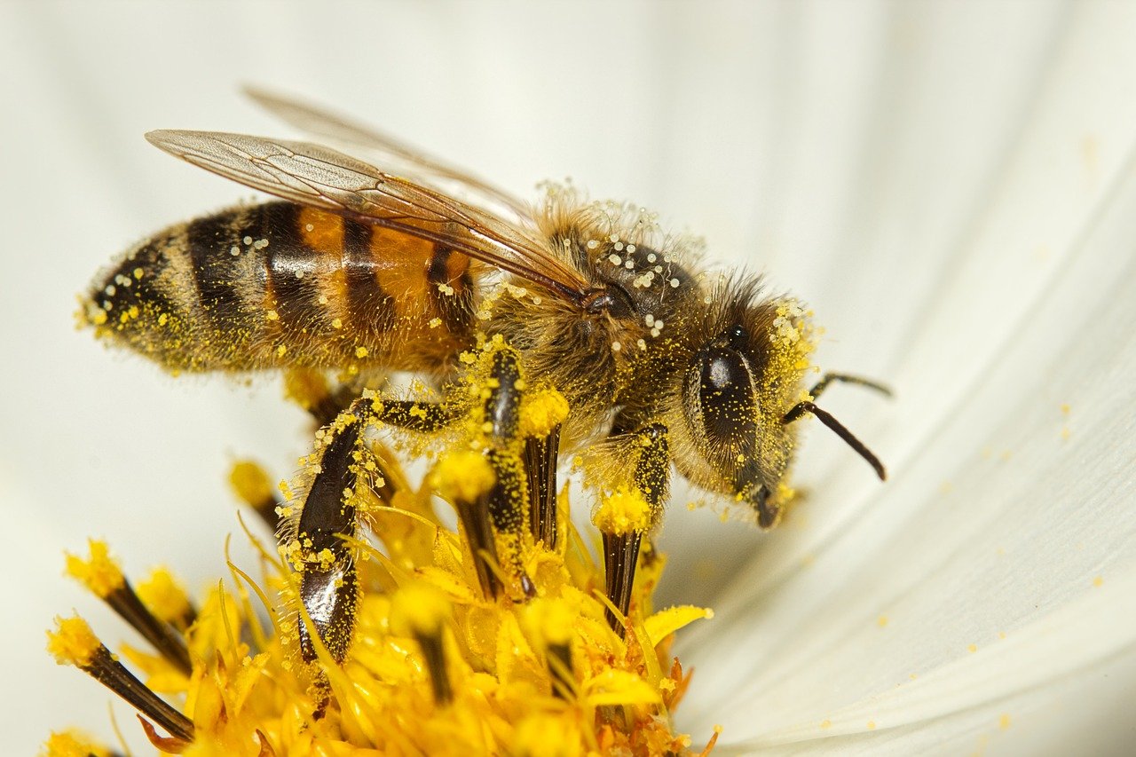 bee-7413333_1280.jpg