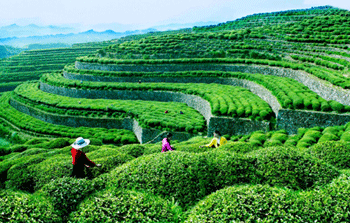 Tea_garden-www.jatirkhantha.com_.bd_.gif