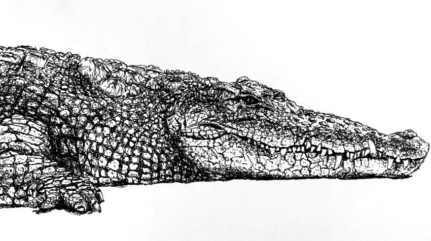 crocodile-pen-drawing.jpg