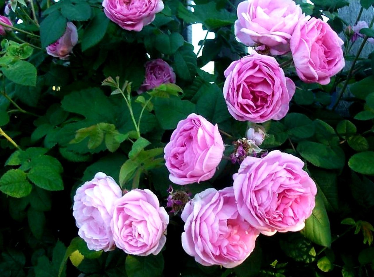 изображение_viber_2021-04-12_23-05-57.jpg