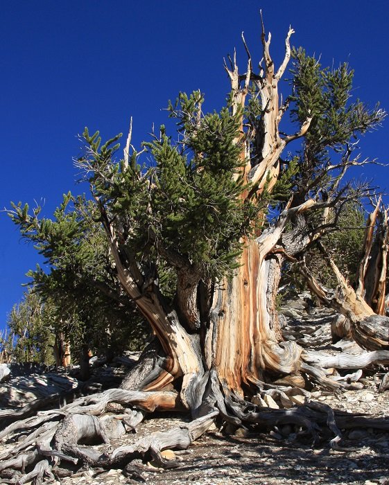 unnamed-Great-Basin-bristlecone-pine.jpg