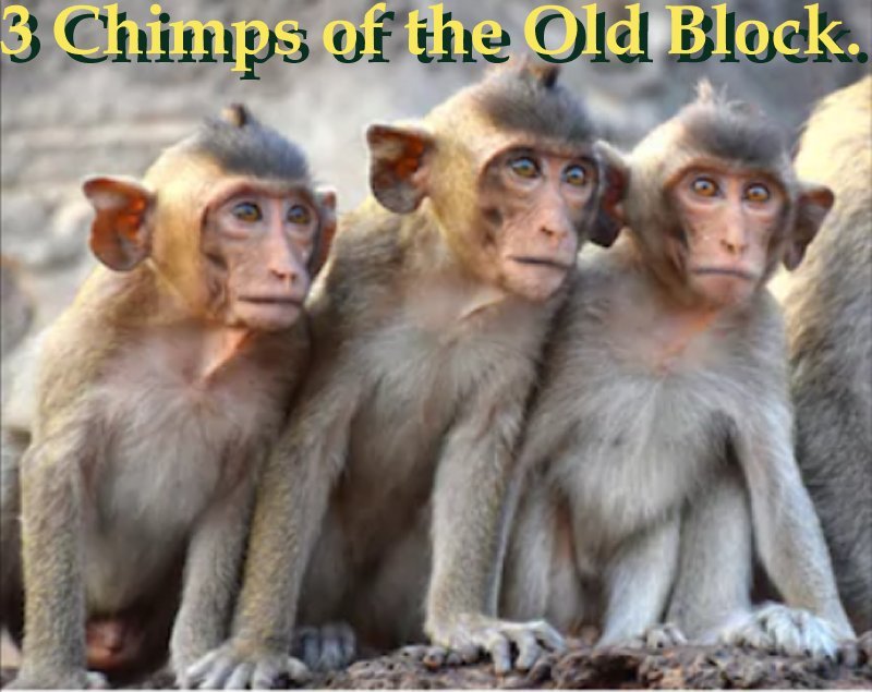 mongroup_monkeying_around.jpg