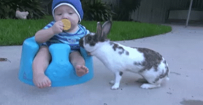 04-funny-gif-147-bunny-steals-baby's-food.gif