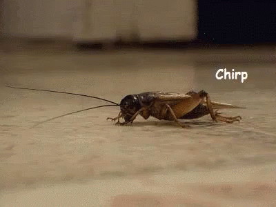 chirp.gif